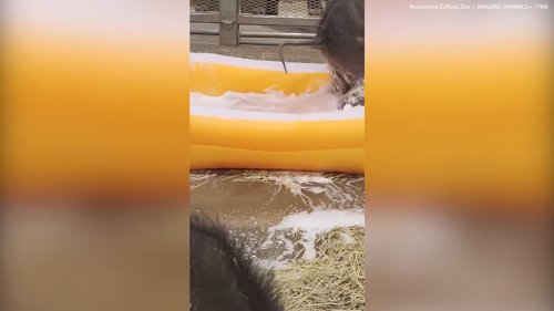 Adorable moment twin baby elephants share their first bubble bath