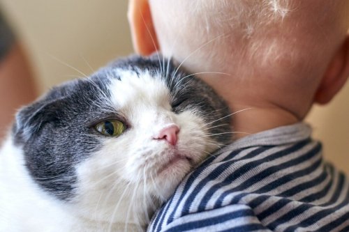 11 Affectionate Cat Breeds That Just Want to Cuddle