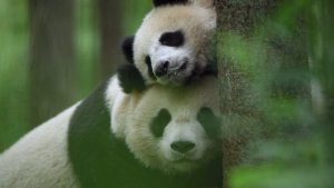 Rebounding Giant Pandas Filmed in the Wild in China