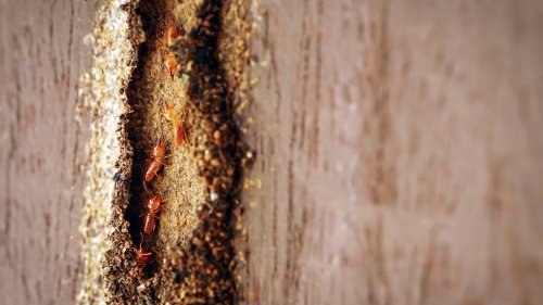 The Natural Oil That Wipes Out Drywood Termites