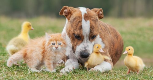 Cuteness overload: We ranked the most adorable animals in the world