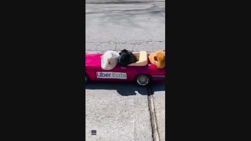 Guinea Pigs Pose as Food Delivery Drivers on Montreal Street