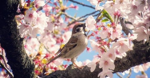 Japan in the Spring