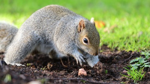 Keep Squirrels From Digging Up Bulbs With A Kitchen Ingredient You Already Have