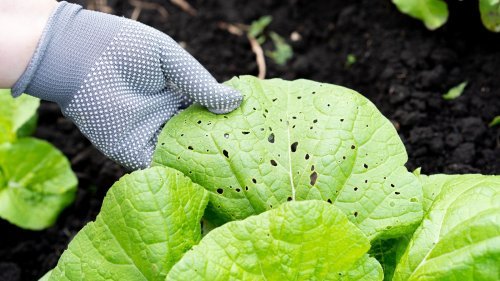 Magazine - Pests, Weeds & Problems