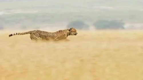 Vicious cheetah shows off UNREAL speed while hunting down an antelope