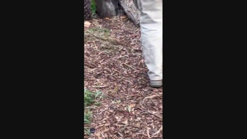 Cheeky Tasmanian Devil Refuses to Let Go of Phone That Fell Into Enclosure
