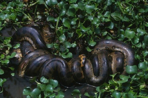 A new 20-foot anaconda was discovered while filming a TV show