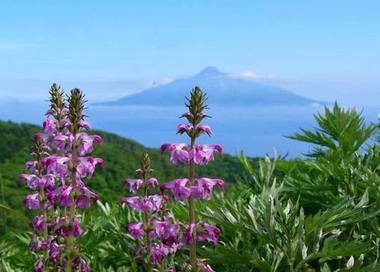 Why the Northern Tip of Japan is a Must See