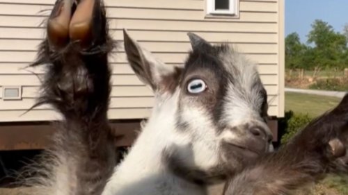 Little baby goat loves being picked up and spun around like a toddler *Cute Video*