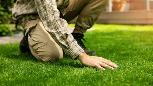 Spring lawn care tips you need to know 