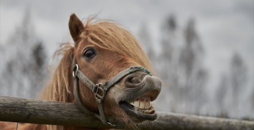 Bet you didn't know these animals in America were shockingly dangerous
