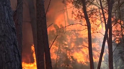Firefighters battle raging flames as Spain’s first major wildfire of year scorches forest