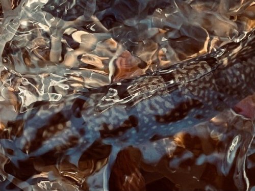 Magazine - Catch or Release