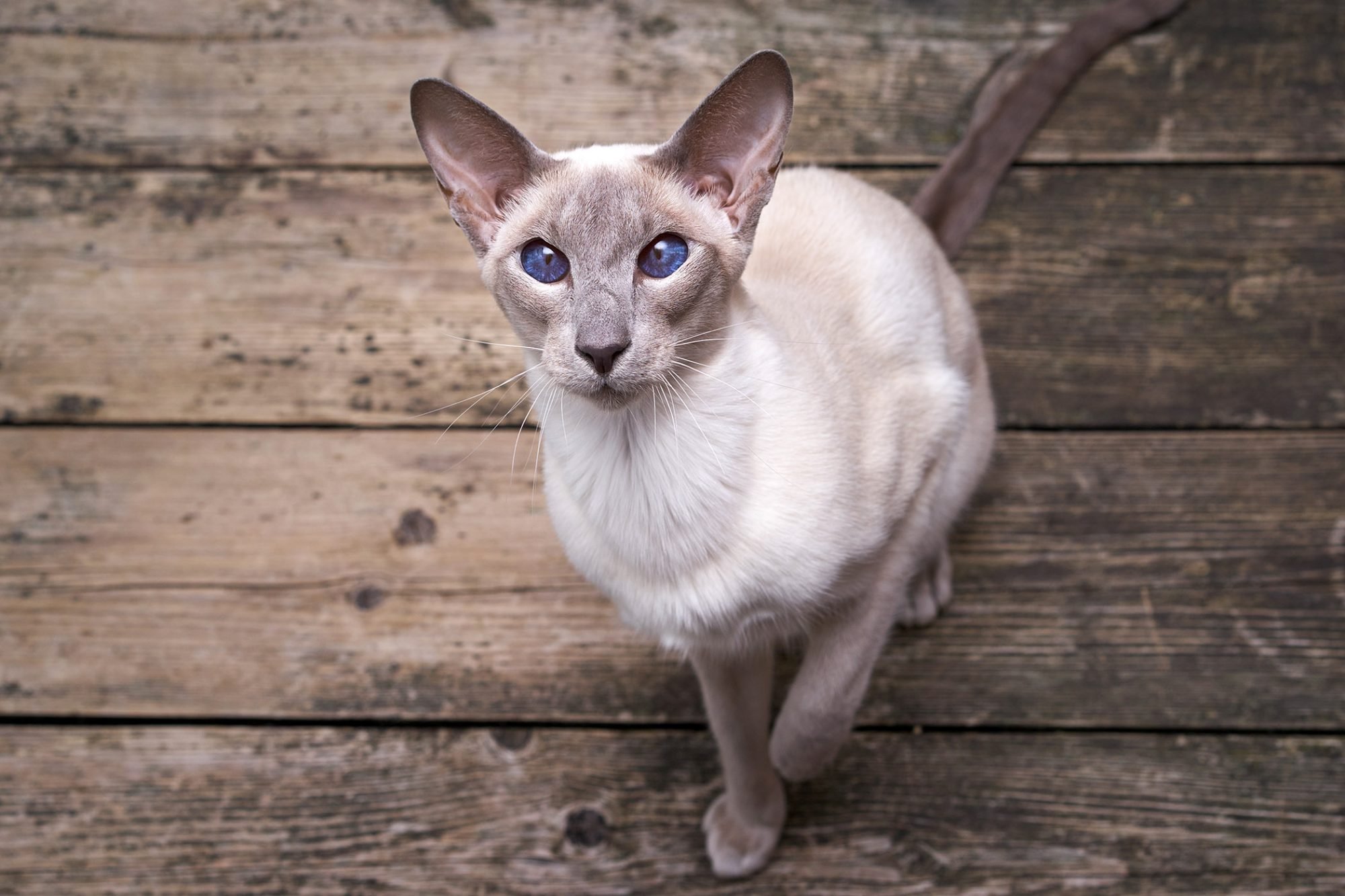 Oriental Shorthair