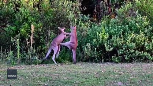Meanwhile in Australia: Kangaroos Go Head-to-Head During Fight in New South Wales