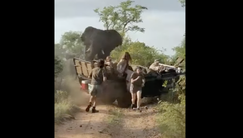 Bull elephant charges and flips tourist vehicle in terrifying safari incident 