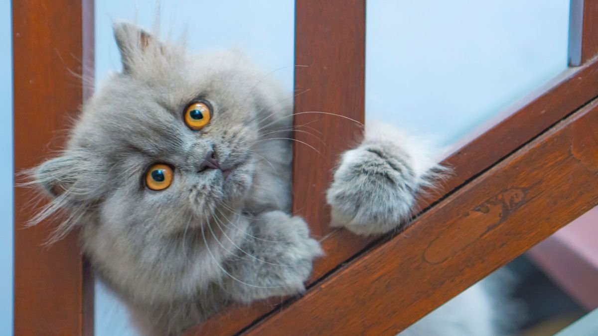 9 Facts About the Persian Cat, King of the Lap-Nappers — Plus Other Cute Cats