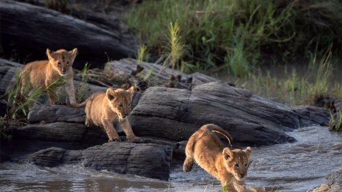 British Photographer Captures Lion Cubs Leaping Across Kenyan Waters