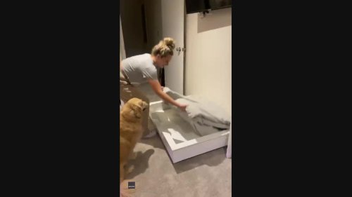 Australian Couple Builds Dog Extravagant Floating Bed