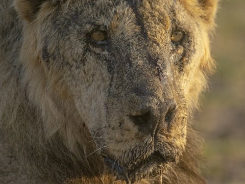 In Kenya, lions are speared to death as human-wildlife conflict worsens amid drought