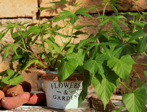 HOW TO GROW SWEET POTATOES IN CONTAINERS