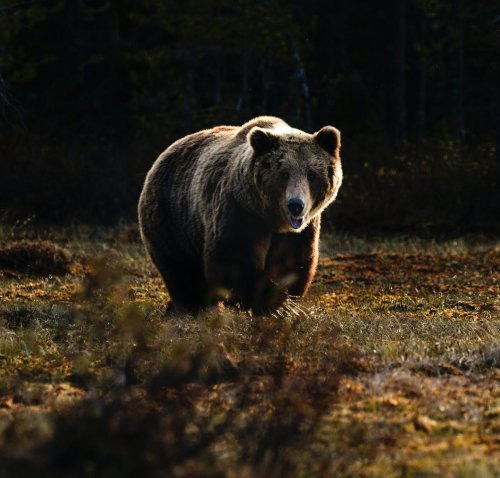 The most dangerous animals in North America 