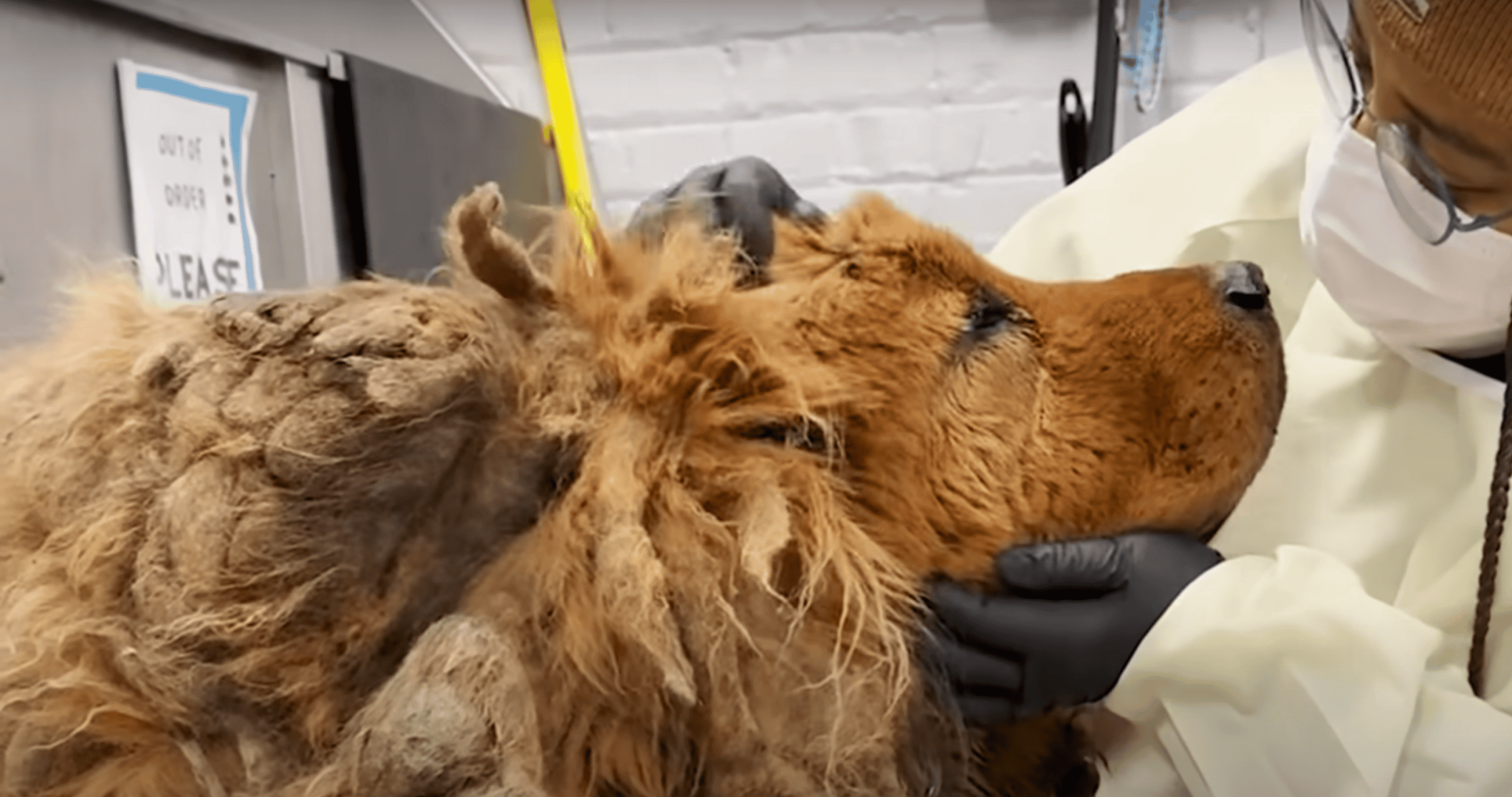 Huge Matted Dog Found In A Busy Intersection