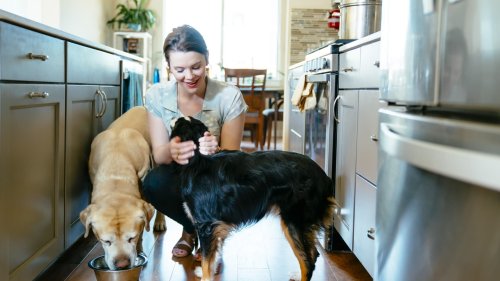 What you need for happy and healthy pets