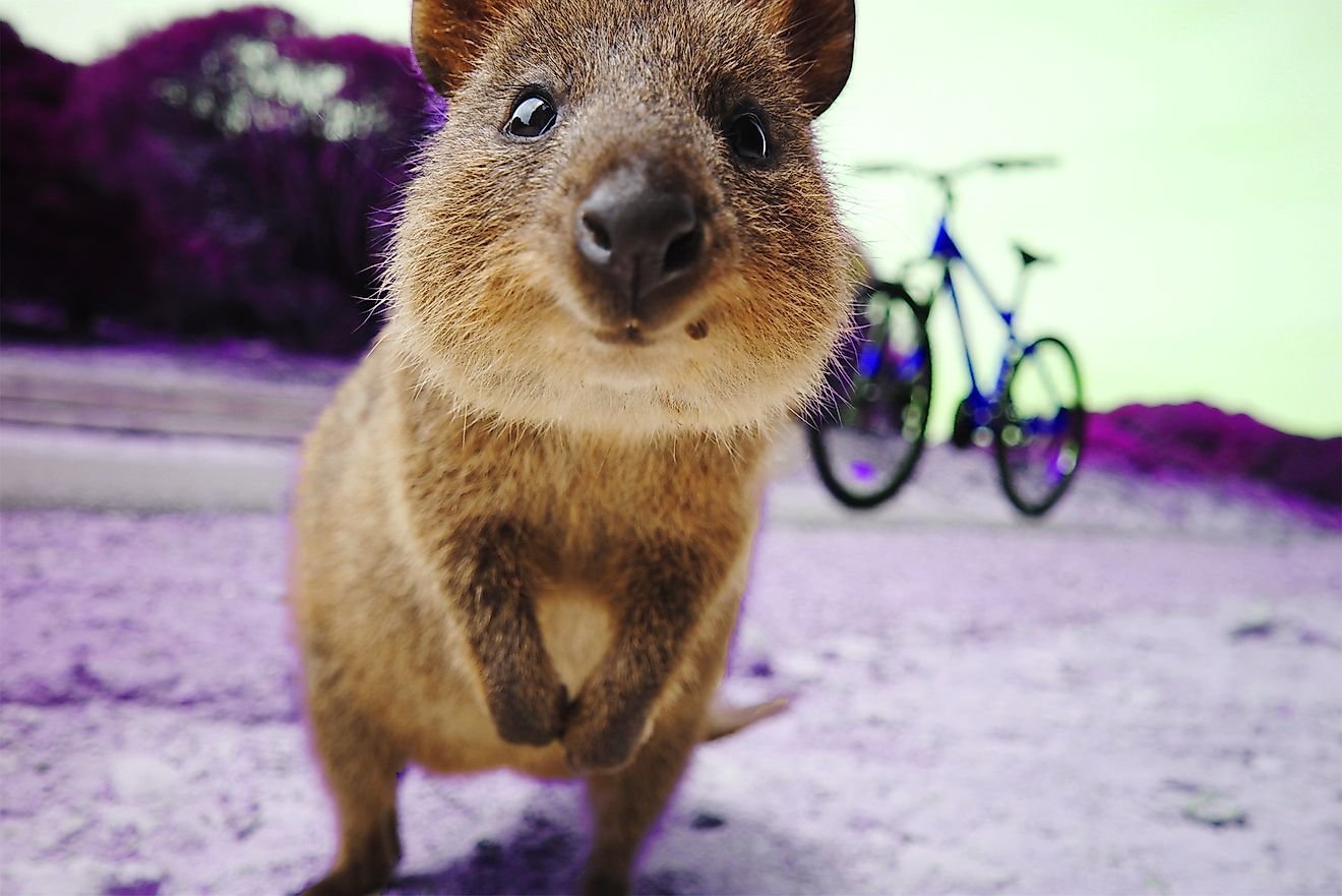 do-quokkas-really-throw-their-babies-at-predators-flipboard