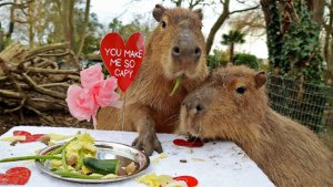 Valentines Day Dinner for Capybaras Results in First Capybara Pup in Over a Decade for Zoo