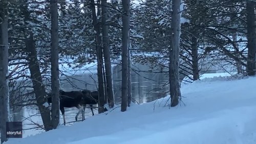 'Isn't That Beautiful?' Moose Pair Stun Onlooker in Island Park, Idaho