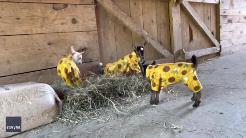 2-Week-Old Baby Goats Enjoy 'Pajama Party'