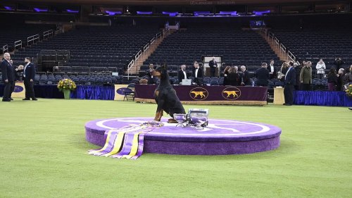 NY: Doberman Pinscher 'Penny' Wins Best In Show At 150th Annual Westminster Kennel Club Dog Show