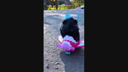 Stylish Guinea Pig Takes a Ride in Toy Plane