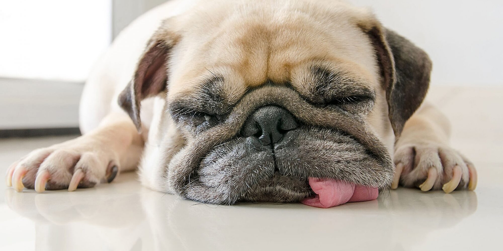 Couch Potatoes: 13 of the Most Laid-Back Dog Breeds 