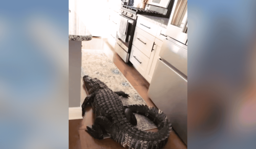 Florida Woman Surprised by 8-Foot Alligator In Her Kitchen