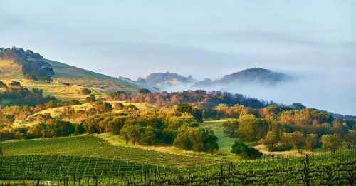 Love Chardonnay? Here's Where to Find the Best Value in the World