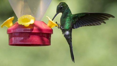 Fun Ideas For Creating DIY Hummingbird Feeders