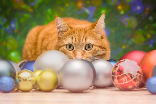 101+ Christmas Gift Ideas for Cats
