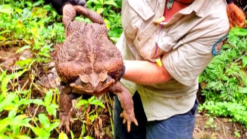 Australian Park Rangers Find Record-Setting ‘Toadzilla’ Weighing a Shocking 6 Pounds