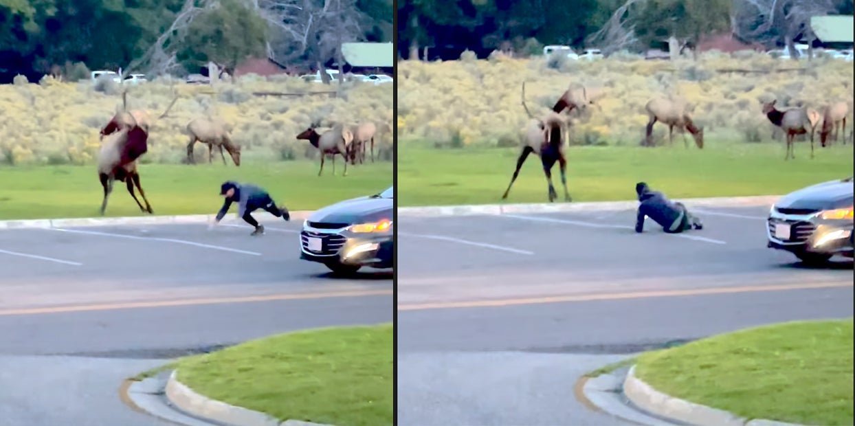 Yellowstone tourist charged by bull elk in crazy viral post