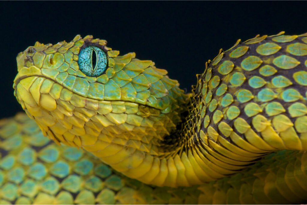Interesting Facts about Snakes Most People Don't Know