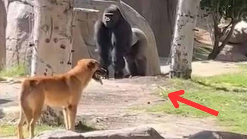 Stray Dog Enters Gorilla Habitat in San Diego