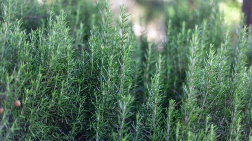 Clever ways to reuse kitchen herbs in your garden 