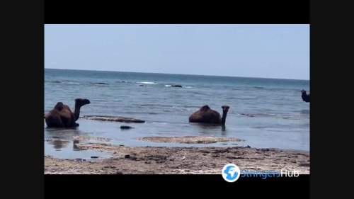 Camels lay in water to save themselves from the heat in Aktau, Kazakhstan