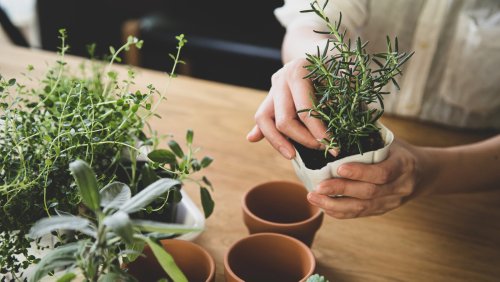 Creative ways to repurpose thrifted items in your garden