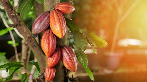 The Country That Produces The Most Cocoa In The World