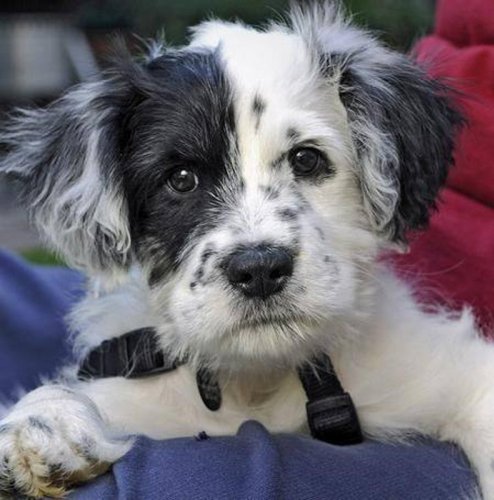 25 Best Poodle Mix Dogs You'll Love
