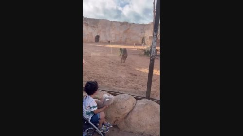 Baboons Mistake Monkey Toy as Their Own at Moroccan Zoo